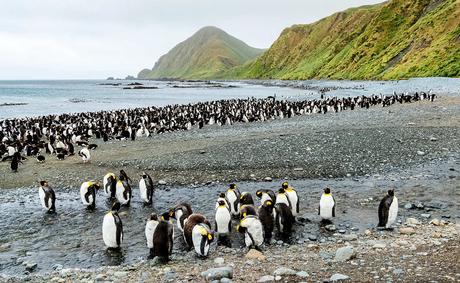 Macquarie Island Penguins