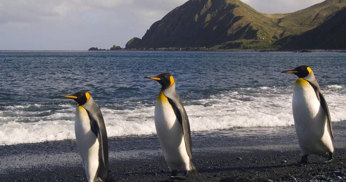 Macquarie Island Penguins Close Up